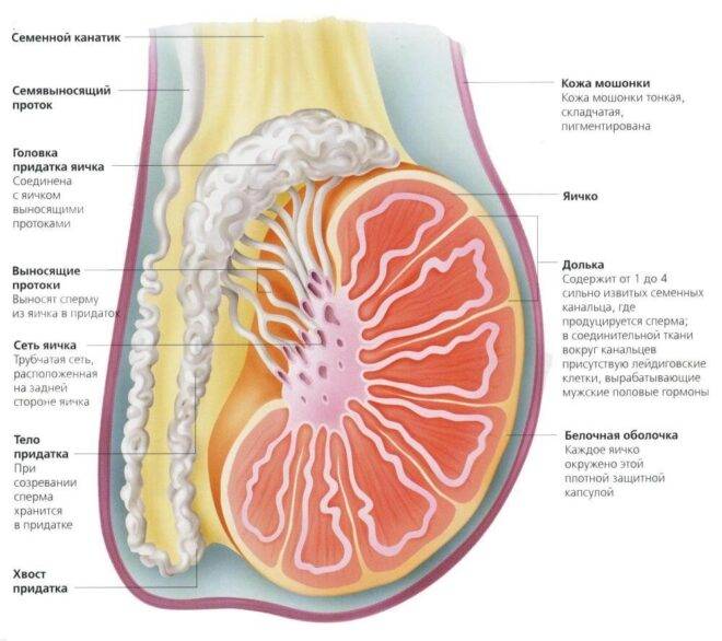 stroenie_yaichek_u_muzhchiny_1_13151621-660x586-1