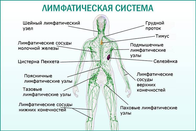 uplotneniya-v-oblasti-paha-u-zhenshchin_23