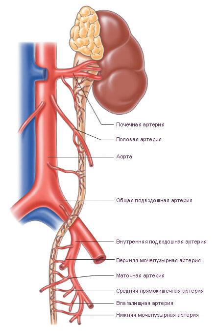 ureter1