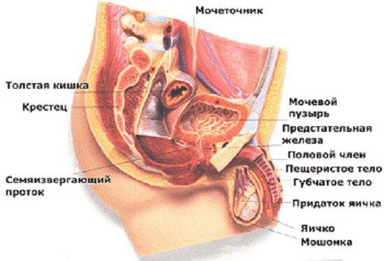 uretrit-1