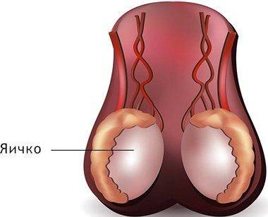 yaichki-parnye-muzhskie-organy-reproduktivnoj-sistemy