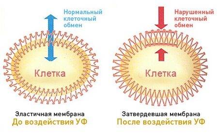 zhirnye-volosy-u-korney-2